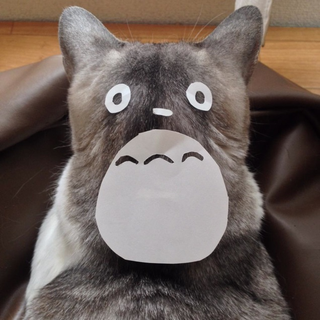 Illustration for article titled An Easy Way To Turn Your Cat into Totoro
